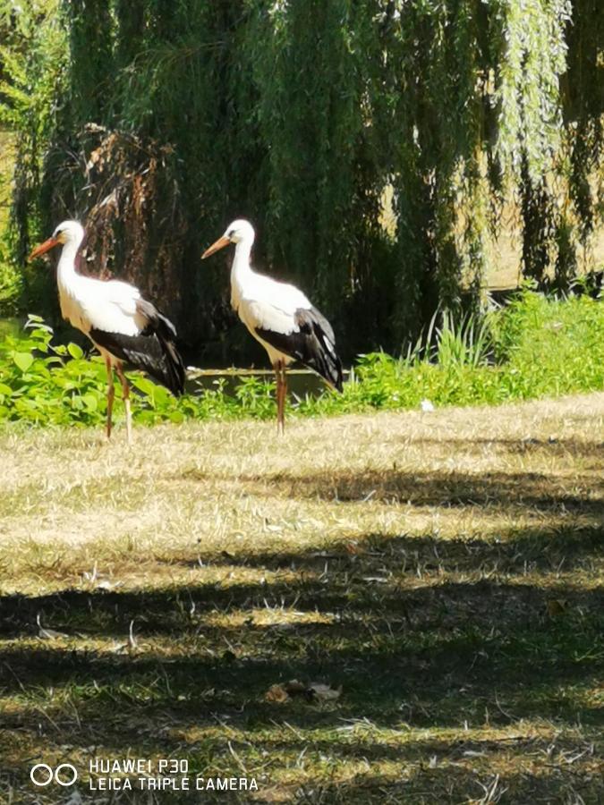 Au Nid De Cigogne Avec Garage A Kaysersberg Dış mekan fotoğraf